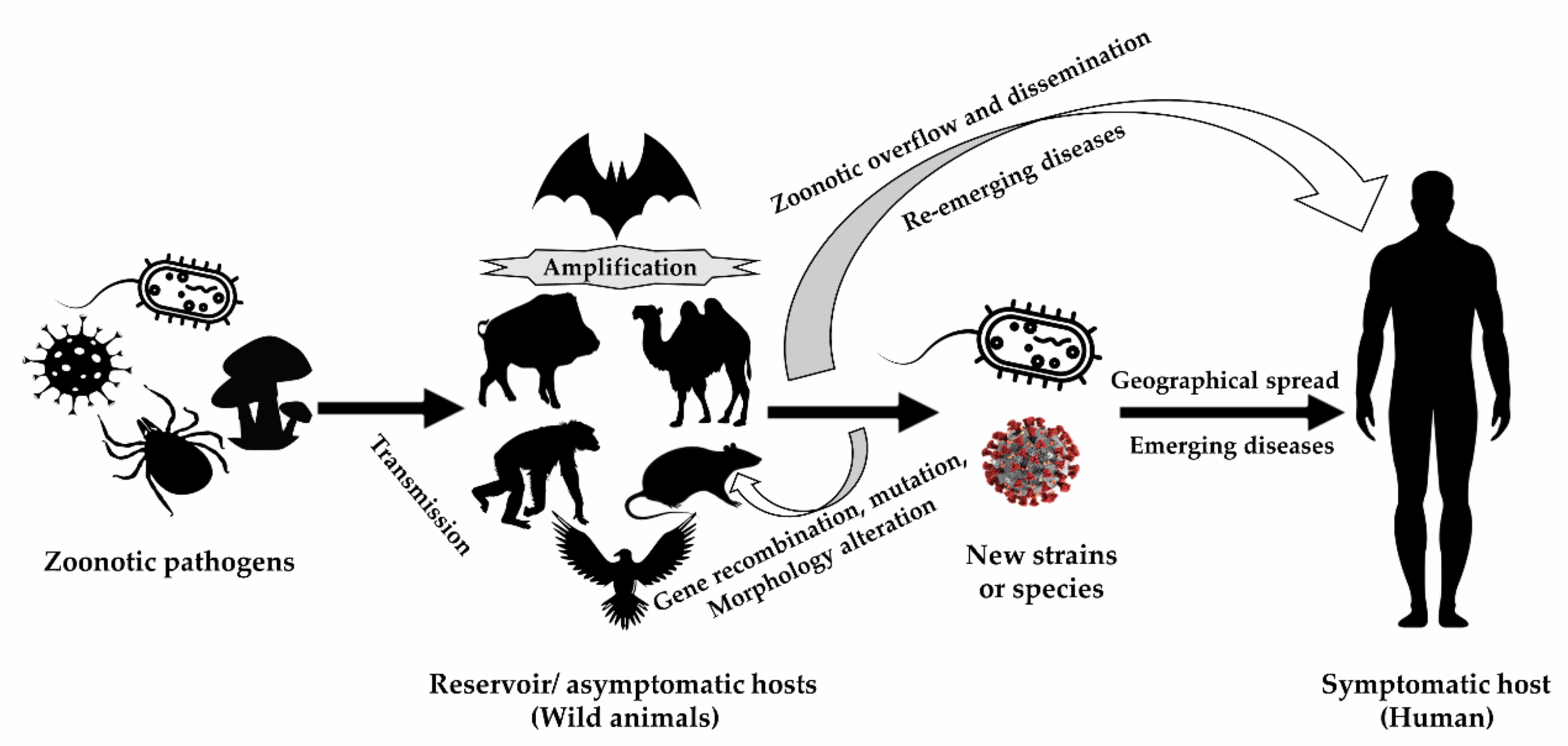 Land at High Zoonotic Outbreak Risk