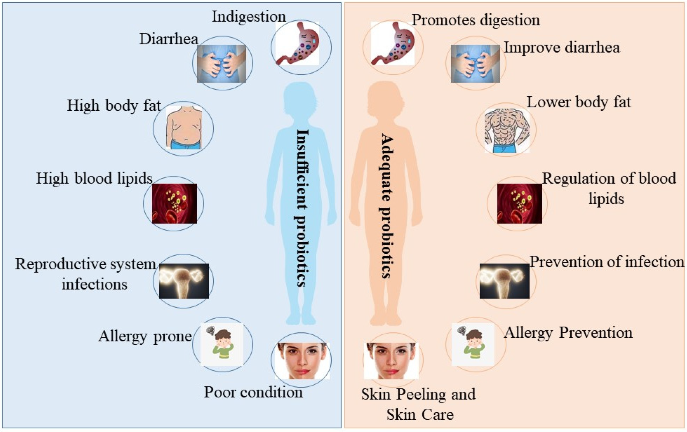 Probiotics and Gut Recovery After Antibiotics