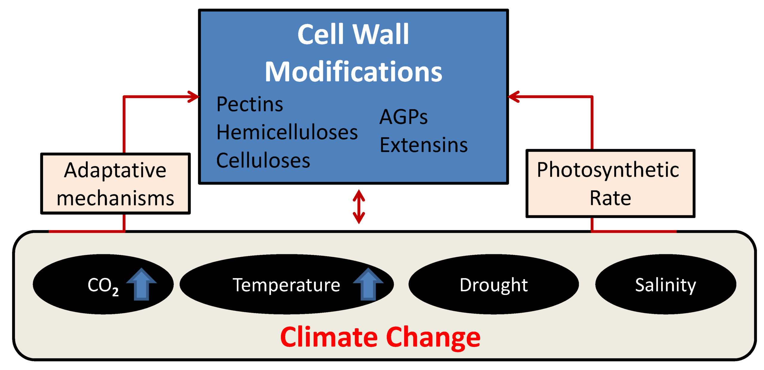 Cell Wall Mechanics