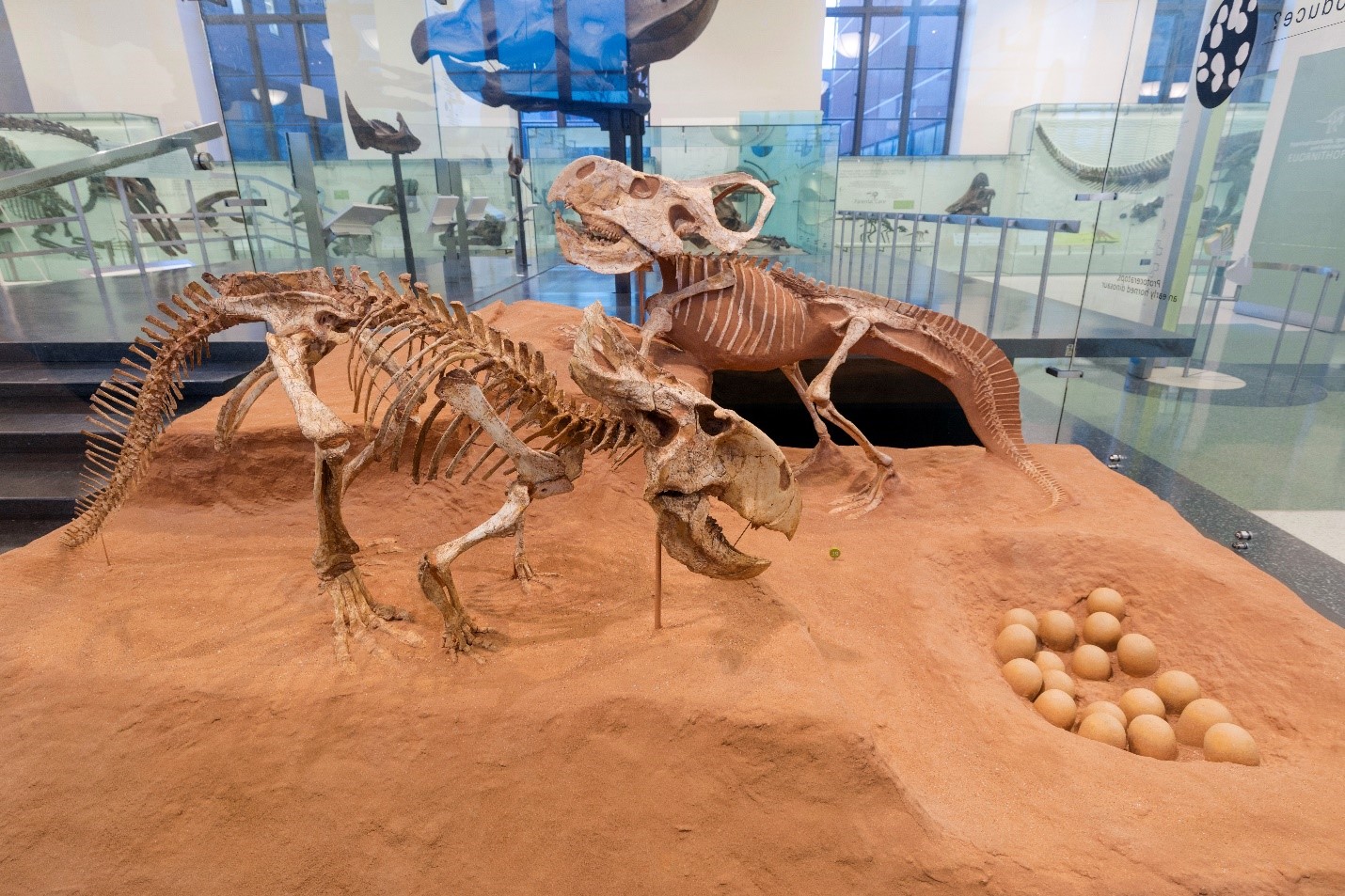 Gobi Desert Fossil