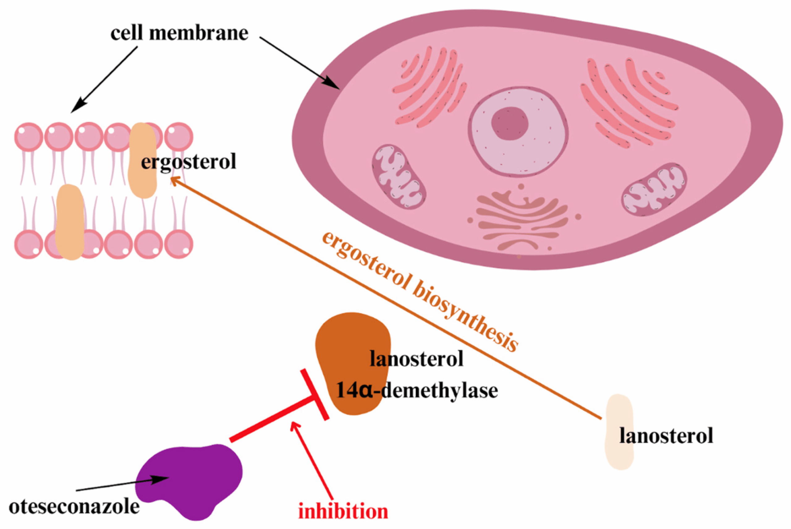 Vaginal Candidiasis
