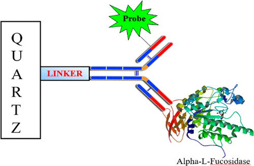 α-L-fucosidase Isoenzymes