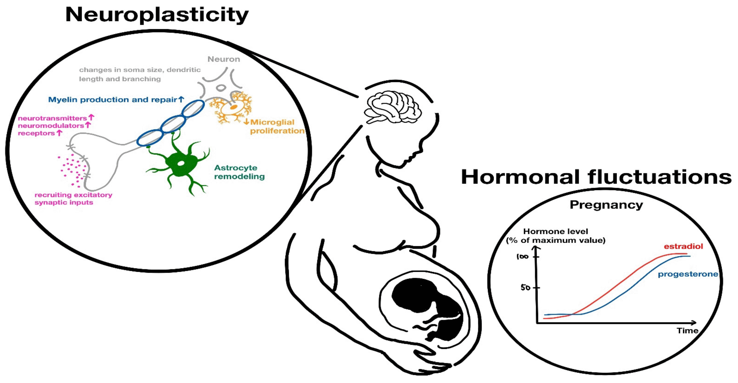 Pregnancy Initiation
